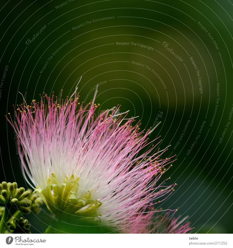 Mimose Pflanze Wildpflanze exotisch Blühend leuchten Wachstum ästhetisch mehrfarbig grün rosa weiß schön Duft einzigartig Natur rein Farbfoto Außenaufnahme