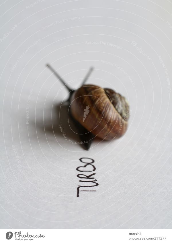 TurboSchnecke Tier 1 schleimig Geschwindigkeit Schneckenhaus klein Symbole & Metaphern langsam Innenaufnahme Menschenleer Unschärfe Schwache Tiefenschärfe