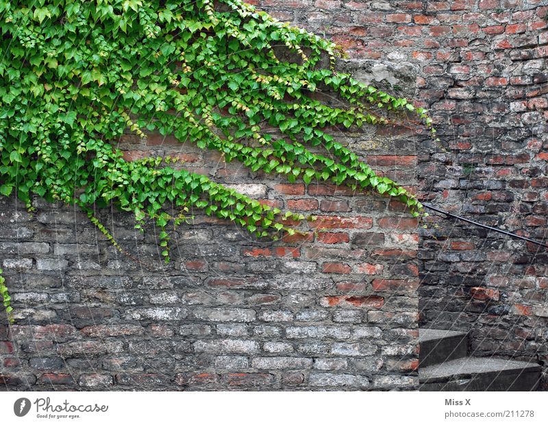 Ranke Pflanze Efeu Blatt Altstadt Burg oder Schloss Ruine Mauer Wand Fassade Wachstum Verfall Vergänglichkeit Farbfoto Außenaufnahme Menschenleer