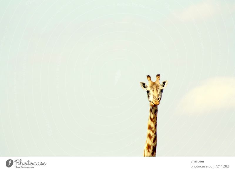 Son´n Hals! Ohr Horn Tier Himmel Zoo Giraffe 1 beobachten dünn groß lang lustig Neugier oben blau braun gelb Gelassenheit ruhig Freiheit Natur Stolz