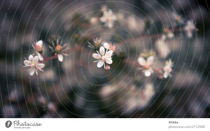 Sommersprossenblümchen II Natur Pflanze Blume klein schwarz standhaft Punkt Hintergrundbild Blühend Farbfoto Außenaufnahme Nahaufnahme Makroaufnahme