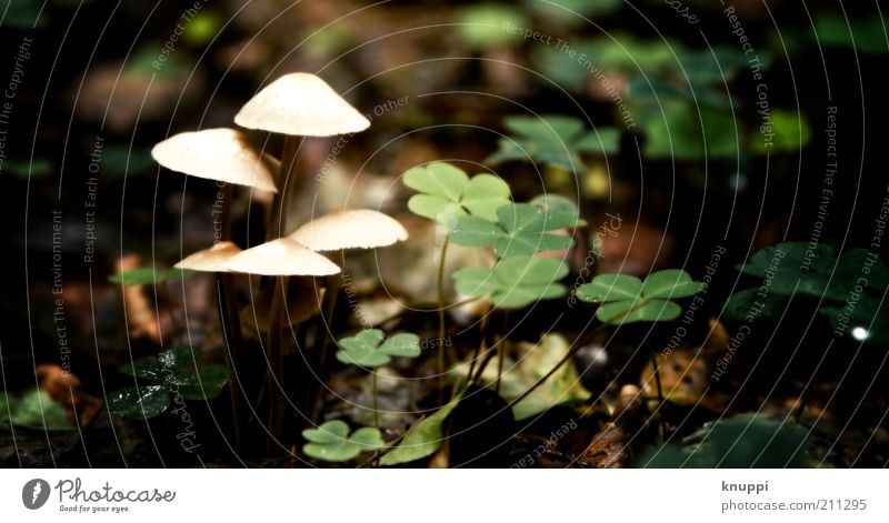 schwarm-pilze Pilz Pilzhut Umwelt Natur Pflanze Klee Kleeblatt Blatt Wachstum grün weiß ruhig Waldboden Waldlichtung 5 Farbfoto mehrfarbig Außenaufnahme