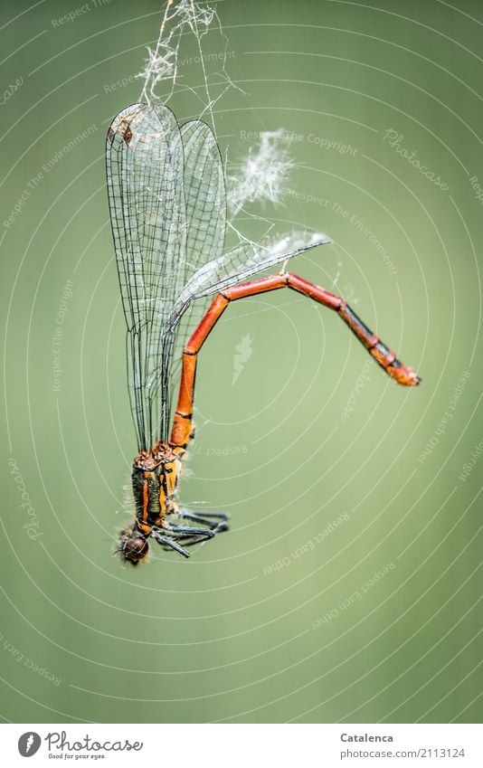 Abhängen, Libelle am  Spinnenfaden Frühe Adonislibelle 1 Tier Spinnennetz fangen kämpfen dehydrieren bedrohlich braun grün orange rot Todesangst gefährlich