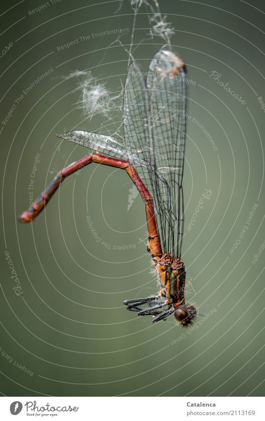 Kein Entkommen | tote Libelle hängt im Spinnennetz Sommer Garten Wiese Totes Tier Frühe Adonislibelle Insekt 1 hängen dehydrieren trist braun grau grün orange