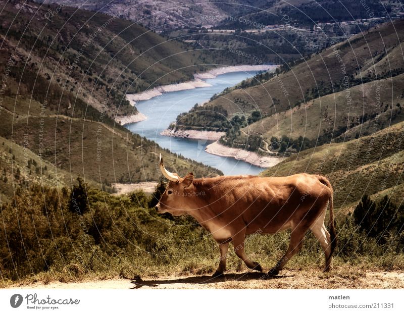 Durst Landschaft Wasser Sommer Schönes Wetter Dürre Gras Sträucher Berge u. Gebirge Küste Seeufer Nutztier Kuh 1 Tier gehen heiß trocken braun Farbfoto