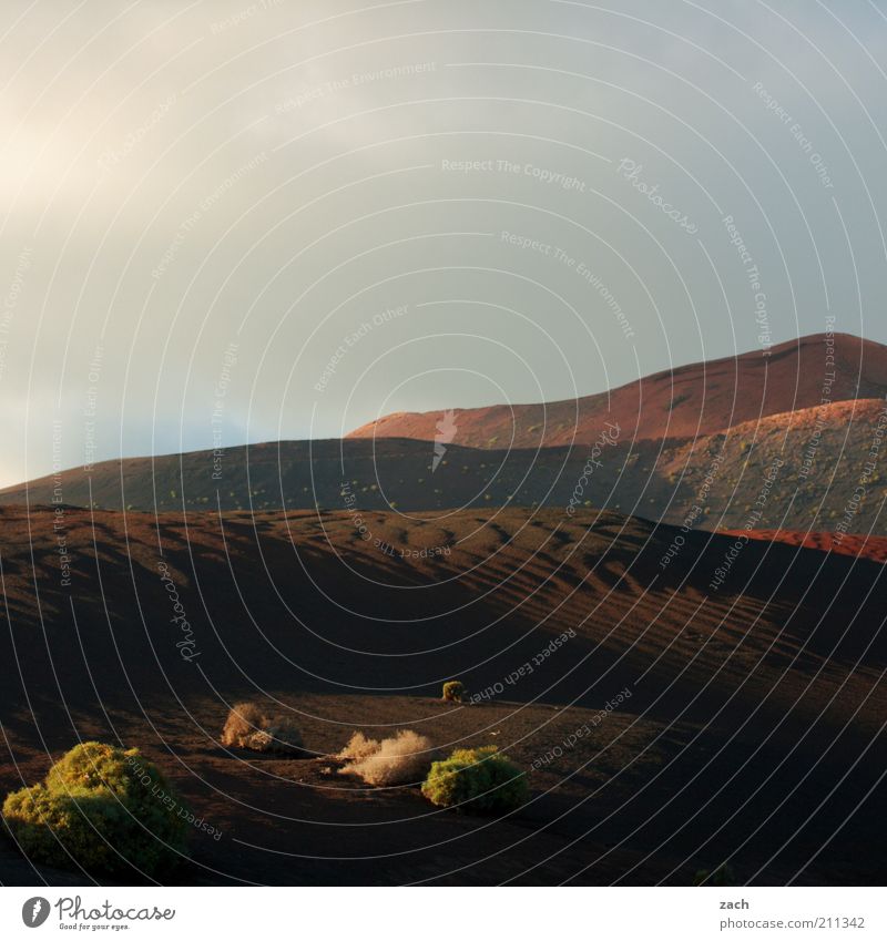 Feuerberge Ferien & Urlaub & Reisen Insel Landschaft Sträucher Hügel Vulkan Nationalpark Timanfaya Montanas del Fuego Lanzarote dunkel braun schön