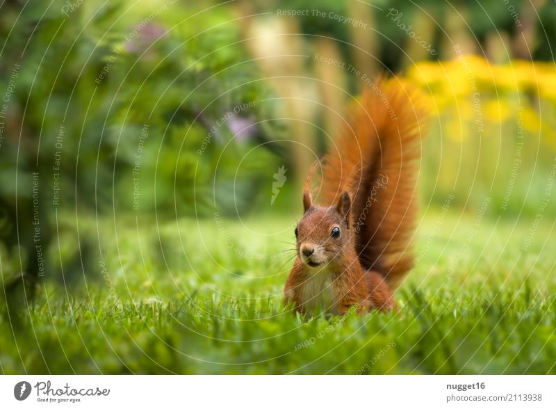 Eichhörnchen im Garten Umwelt Natur Tier Sonnenlicht Frühling Sommer Herbst Schönes Wetter Gras Park Wiese Wald Wildtier 1 ästhetisch frech Freundlichkeit