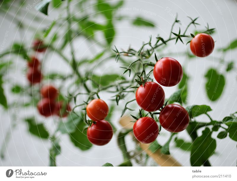 home-grown Lebensmittel Gemüse Tomate Bioprodukte Vegetarische Ernährung Pflanze Nutzpflanze Duft hängen Wachstum glänzend natürlich rund saftig grün rot rein