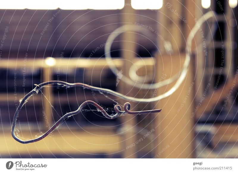 so wachsen Korkenzieher alt stachelig verdreht Draht Spinngewebe schlangenförmig drahtig gedreht gezwirbelt gekrümmt Biegung Farbfoto Nahaufnahme Menschenleer