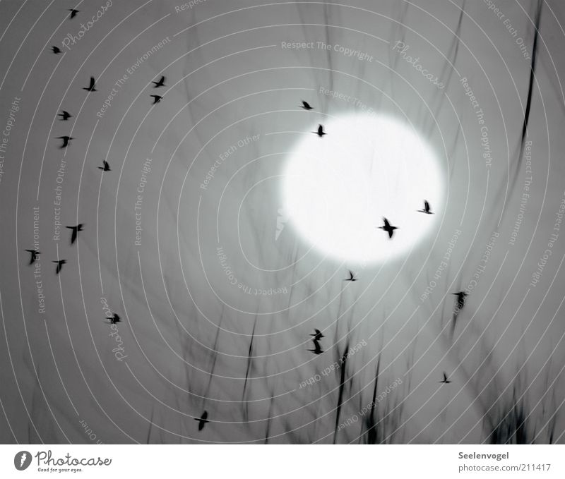 Flug der Krähen Natur Tier Mond Nebel Wildtier Vogel Schwarm Bewegung fliegen viele grau Stimmung Vogelschwarm Zweig Kreis Außenaufnahme Menschenleer Licht
