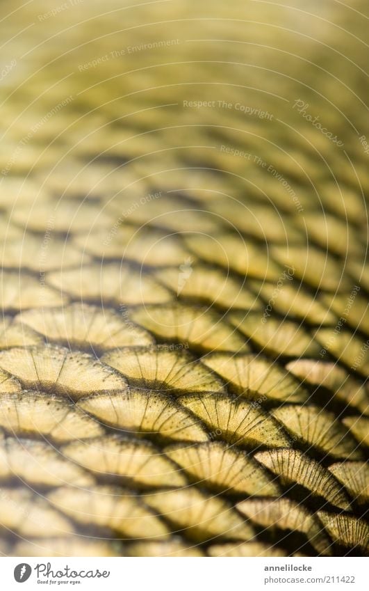 Paillettenkleid Tier Fisch Rotfeder Karpfen Schuppen schön gelb gold Reihe Muster graphisch frisch Nahaufnahme Detailaufnahme Makroaufnahme Textfreiraum oben