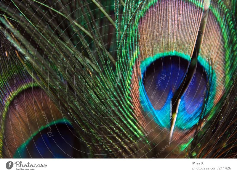 Pfauenfeder Tier Flügel Zoo Streichelzoo leuchten ästhetisch glänzend Feder Farbfoto mehrfarbig Nahaufnahme Strukturen & Formen Menschenleer