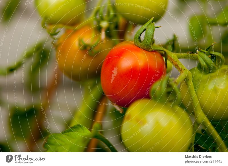 Tomaten Lebensmittel Gemüse Ernährung Umwelt Pflanze Sommer grün rot Wachstum Strauchtomate Sträucher lecker Gesundheit reif Vitamin Farbfoto Außenaufnahme