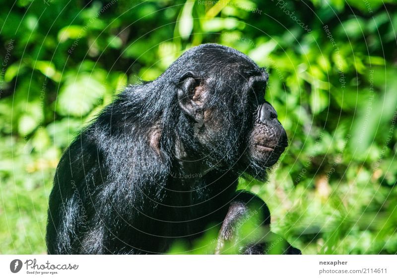 Affe im Portrait von der Seite Natur Pflanze Baum Tier Affen Schimpansen 1 atmen hocken Blick sitzen träumen alt grün schwarz Farbfoto Außenaufnahme