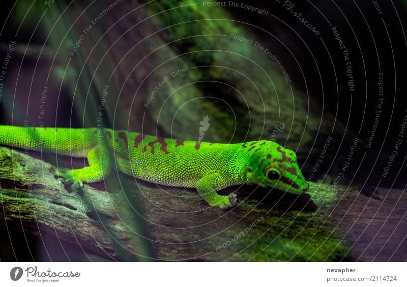 Eidechse / Gecko exotisch Natur Pflanze Tier Tiergesicht Echte Eidechsen 1 beobachten Erholung krabbeln leuchten warten glänzend schön klein braun grün