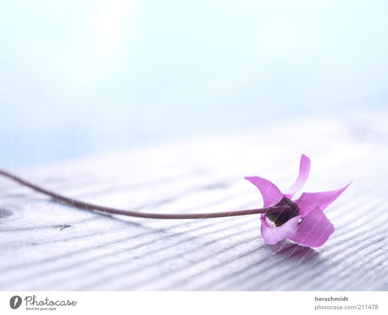 Wellness Flower schön Duft Natur Frühling Pflanze Blume Blüte exotisch hell klein natürlich rosa Leichtigkeit Farbfoto Außenaufnahme Makroaufnahme