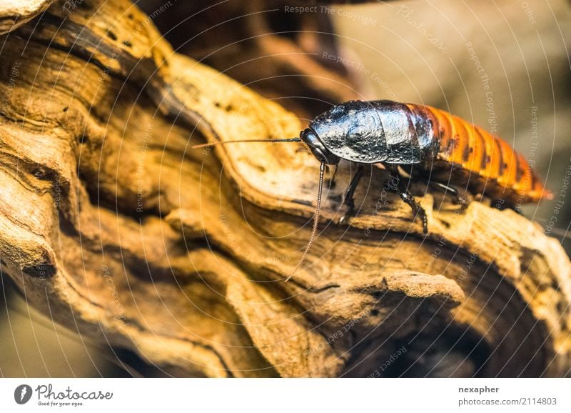 La cucaracha - die süße Kakerlake Tier Insekt Gemeine Küchenschabe 1 entdecken hocken krabbeln sitzen warten Ekel frei groß gruselig hässlich braun schwarz
