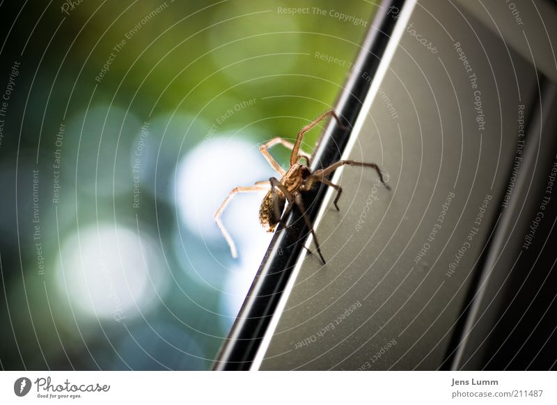 Itsy Bitsy Spider Tier Ein Lizenzfreies Stock Foto Von Photocase