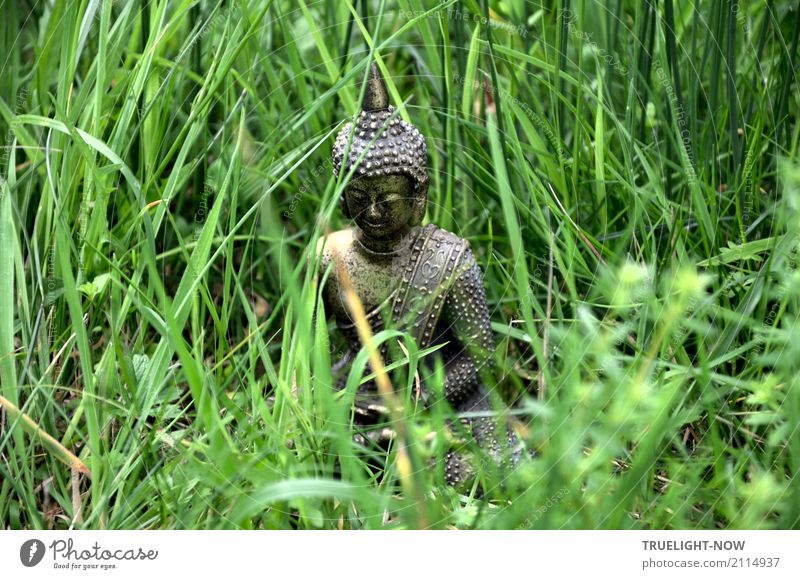 Kleiner Buddha halb versteckt im grünen Gras sitzend Glück Gesundheit Wellness harmonisch Wohlgefühl Zufriedenheit Erholung ruhig Meditation Skulptur Natur