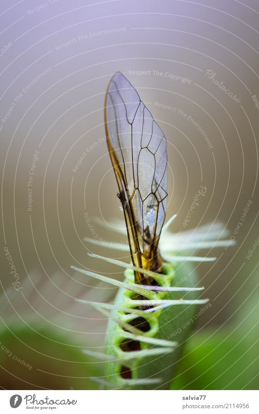 Gefangen Natur Tier Pflanze Wildpflanze exotisch Venusfliegenfalle Moor Sumpf Fliege festhalten außergewöhnlich bedrohlich listig blau grau grün Risiko skurril