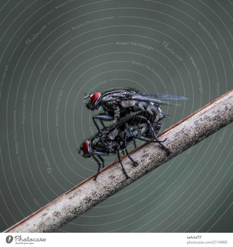 Freizeitspaß | Fortpflanzung Natur Pflanze Tier Fliege Insekt Produktion Sex 2 grau rot schwarz Glück Freude Zusammenhalt Zusammensein Paar Farbfoto