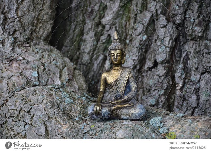 Kleiner Buddha auf der Wurzel eines mächtigen Eichenbaums sitzend Glück Gesundheit Alternativmedizin Wellness harmonisch Wohlgefühl Zufriedenheit Erholung ruhig