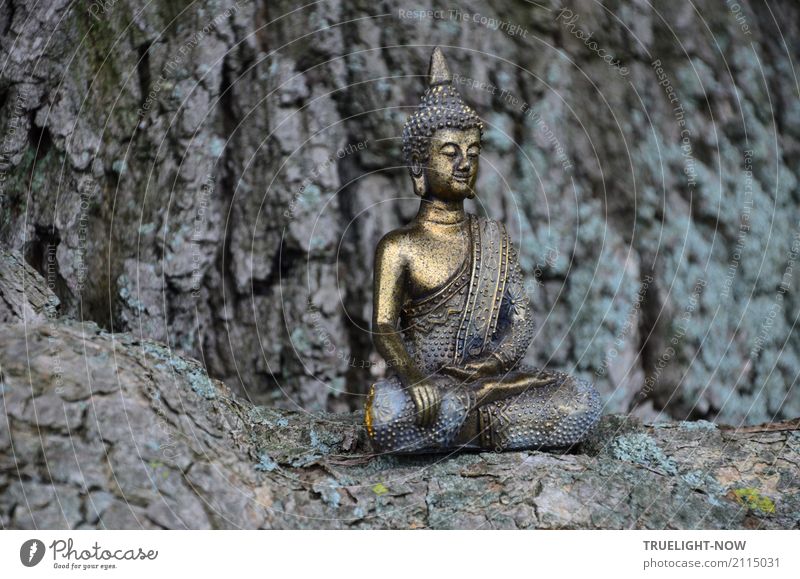 zeitlos | ...sitzt der Buddha am Fuße einer alten Eiche Lifestyle Glück schön Wellness harmonisch Wohlgefühl Zufriedenheit ruhig Meditation Kunst Skulptur