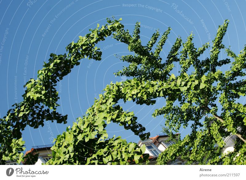 Aufforderung zum Tanz Ginkgo Baum Wolkenloser Himmel Schönes Wetter Ast berühren Wachstum ästhetisch elegant natürlich oben blau grün Romantik heiter