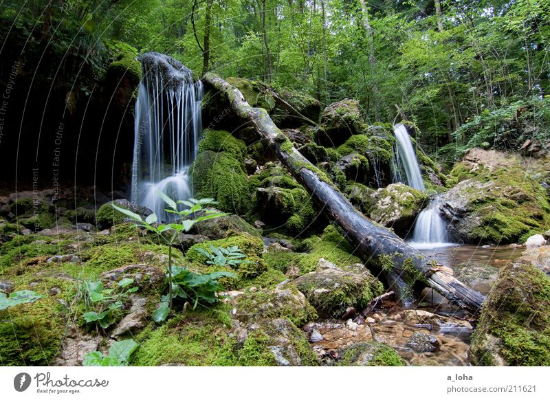 nature 5.5 ruhig Berge u. Gebirge Urelemente Wasser Wassertropfen Sommer Pflanze Baum Moos Wald Felsen Alpen Bach Wasserfall träumen Wachstum authentisch