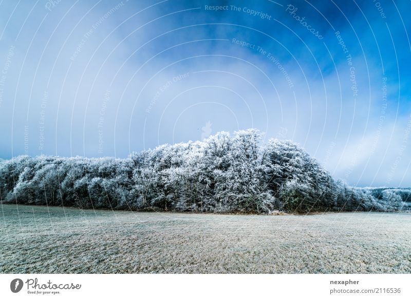 Winderlandschaft Ausflug Freiheit Umwelt Natur Landschaft Himmel Winter Schönes Wetter Eis Frost Baum atmen beobachten Bewegung Erholung frieren