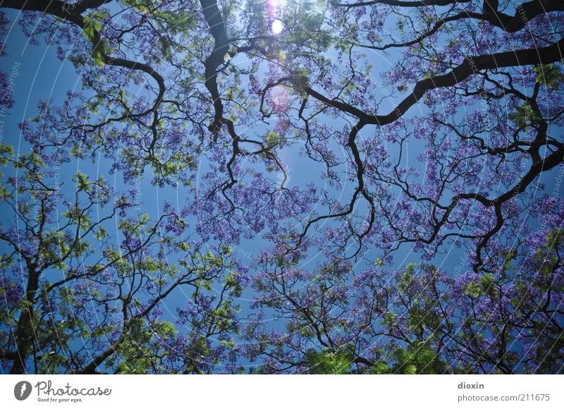 Portuguese Summer (1000 Teile) Umwelt Natur Himmel Wolkenloser Himmel Sonnenlicht Frühling Sommer Klima Wetter Schönes Wetter Pflanze Baum Akazie Wald Blühend