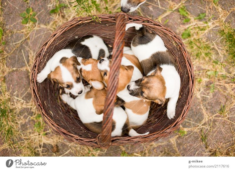 Hundewelpen Tier Haustier Tiergruppe Neugier niedlich Warmherzigkeit Leben Welpe Kuscheln Korb Baby Jack-Russell-Terrier Nachkommen Geburt Farbfoto