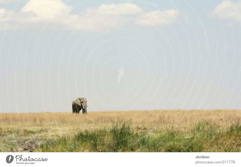 Hey, Kleiner! Komm her! Natur Landschaft Himmel Horizont Gras Savanne Serengeti Zoo Elefant Rüssel Stoßzähne Elfenbein 1 Tier gehen stehen bedrohlich dick Ferne
