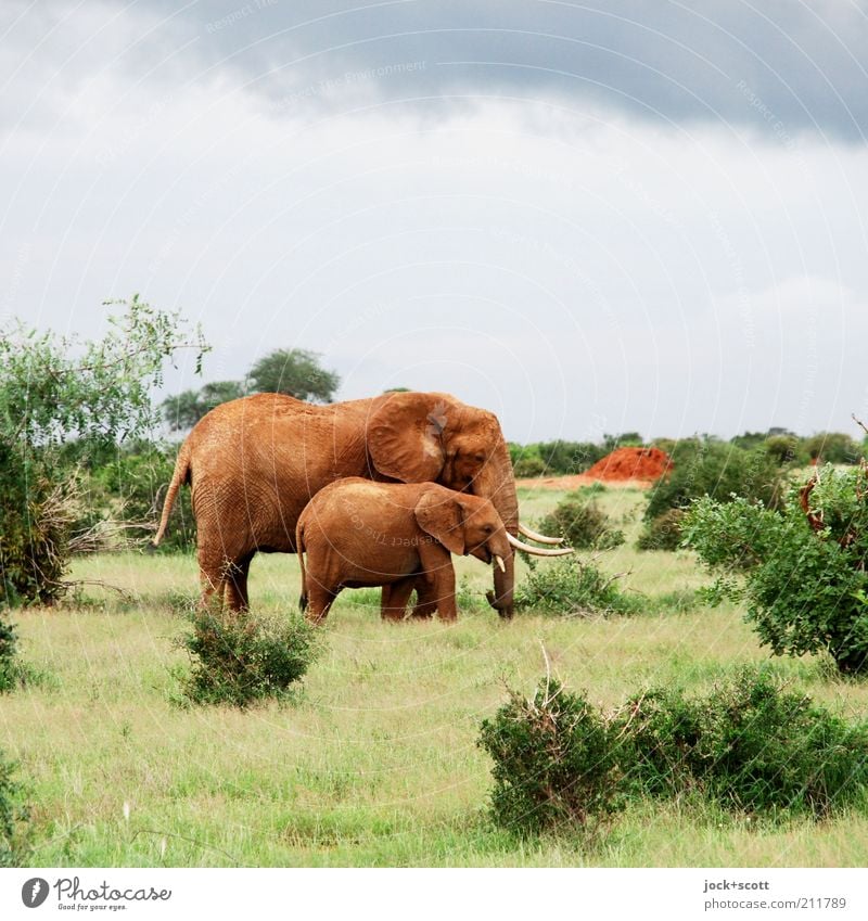 Jumbo Junior Safari Himmel Gras Sträucher exotisch Savanne Kenia Afrika Wildtier Elefant 2 authentisch Zusammensein niedlich Gefühle Geborgenheit Tierliebe