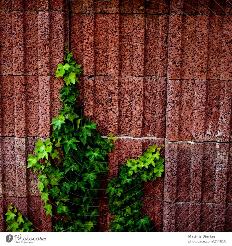 EFEU Umwelt Natur Sommer Pflanze Sträucher alt hängen Efeu Wand Urbanisierung natürlich Ranke Wachstum aufwärts zielstrebig Farbfoto Außenaufnahme Menschenleer