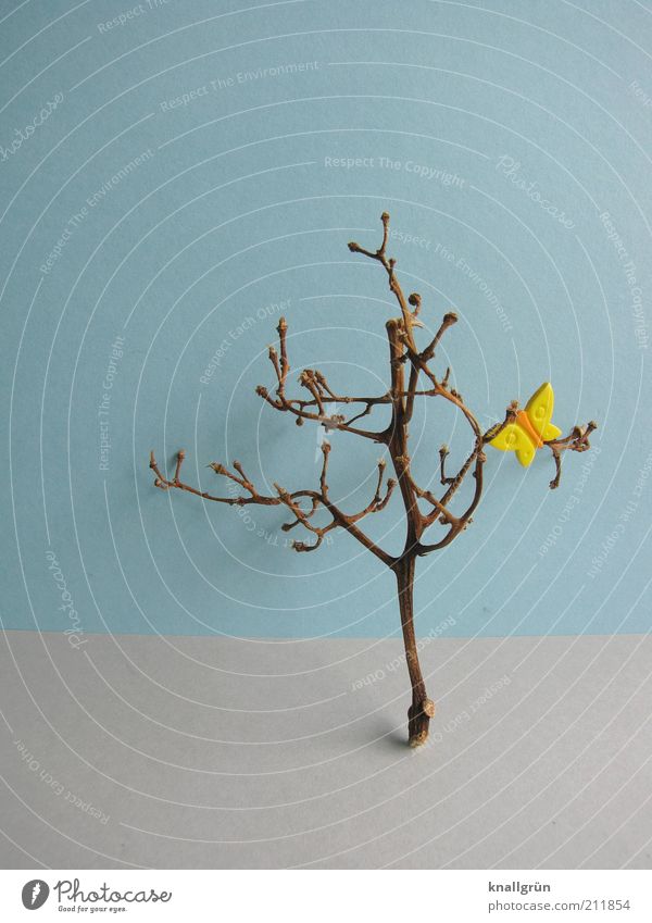 Hoffnung Pflanze Baum Schmetterling kaputt blau braun gelb grau Natur Geäst verdorrt vertrocknet Plastikschmetterling Farbfoto Studioaufnahme Menschenleer