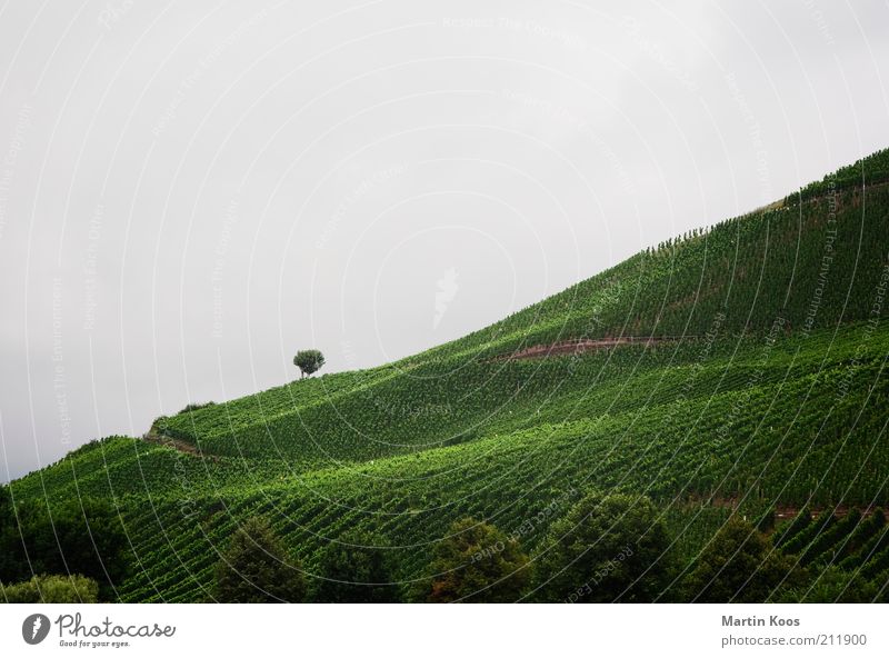SüdHang Umwelt Landschaft Sommer Herbst Wetter schlechtes Wetter Pflanze Hügel Berge u. Gebirge grau grün Wein Weinbau Weinberg Baum einzeln Landwirtschaft