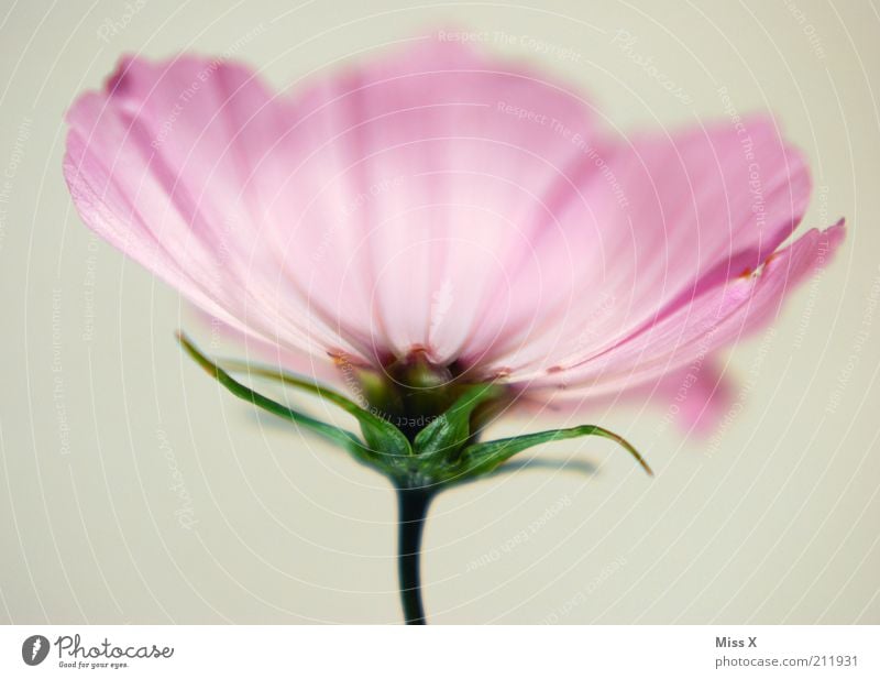 Cosmea Natur Pflanze Sommer Blume Blüte Blühend Duft Wachstum exotisch schön rosa rein leicht weich zart sanft hell Schmuckkörbchen Farbfoto Studioaufnahme