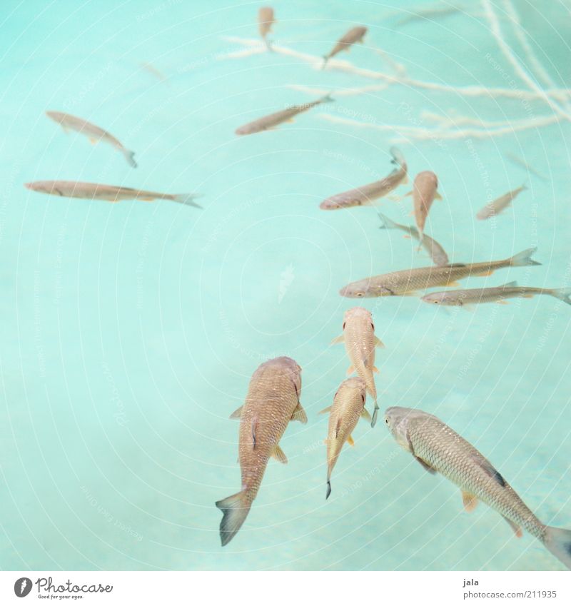 Döbel Wasser See Tier Fisch Tiergruppe Schwarm türkis Klarheit Farbfoto Außenaufnahme Menschenleer Hintergrund neutral Tag Fischschwarm mehrere viele hell-blau