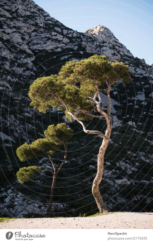 Zu zweit allein Umwelt Natur Landschaft Pflanze Schönes Wetter Baum Felsen Berge u. Gebirge Frankreich Cote d'Azur ästhetisch natürlich braun grau grün Kiefer