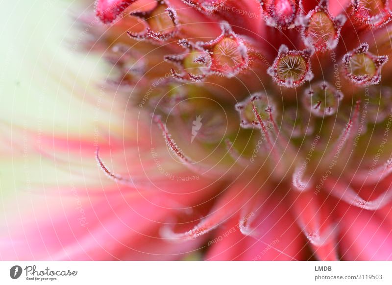 Indianernessel-Blüte Natur Pflanze Blume rot Melisse Heilpflanzen Lippenblüter purpur rosa fein zart Detailaufnahme Hintergrundbild Stern (Symbol) Farbfoto