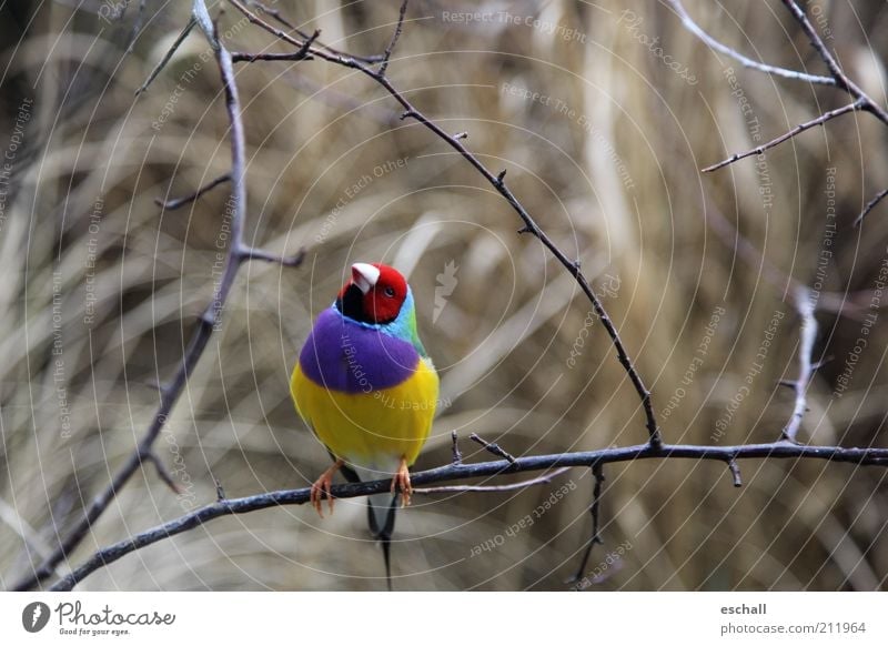 Ganz schön bunt getrieben Natur Tier Australien Haustier Wildtier Vogel Prachtfink Gouldamadine 1 Blick sitzen ästhetisch außergewöhnlich exotisch frisch klein