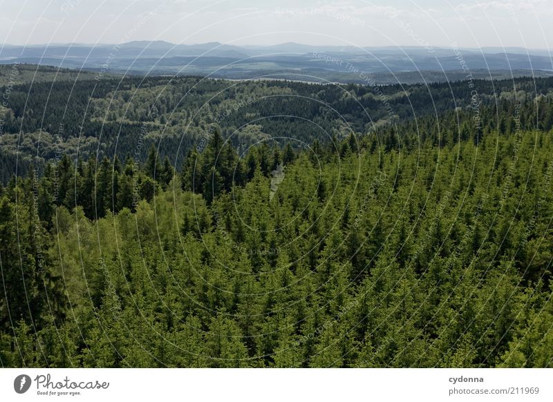 Über allen Wipfeln ist ruh' harmonisch ruhig Ferien & Urlaub & Reisen Ferne Freiheit Umwelt Natur Landschaft Baum Wald Berge u. Gebirge Einsamkeit einzigartig