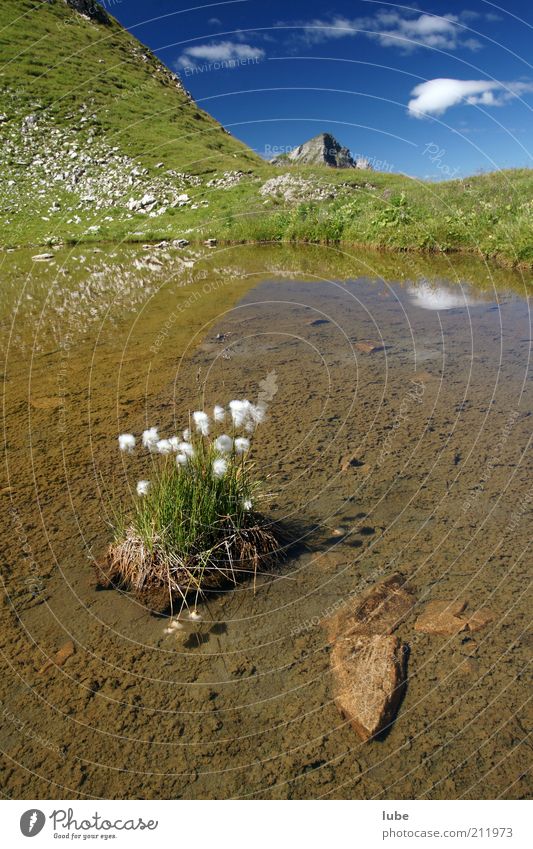 Blumeninsel im Bergsee Umwelt Natur Landschaft Pflanze Wasser Wolken Sonnenlicht Sommer Klima Schönes Wetter Felsen Alpen Berge u. Gebirge Teich See Kitsch