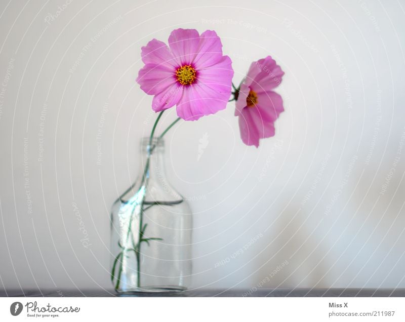 Blümchen für den Schatz Blume Blüte Blühend Duft positiv rosa Stimmung rein Schmuckkörbchen Vase Farbfoto mehrfarbig Innenaufnahme Menschenleer