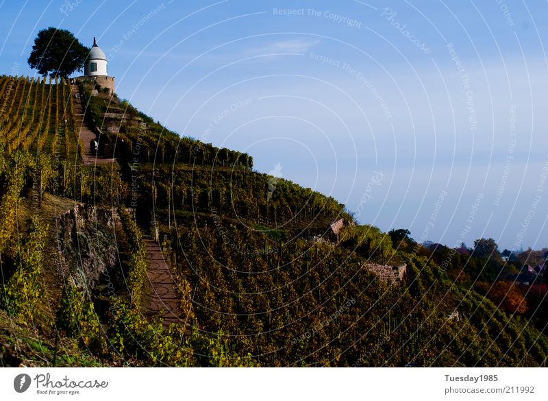 Der hang zum Göttertropfen Landschaft Himmel Frühling Schönes Wetter Grünpflanze Nutzpflanze Felsen Gipfel außergewöhnlich historisch nachhaltig natürlich blau