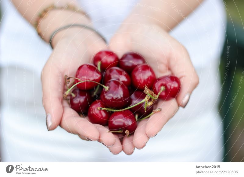 Kirschenliebe Natur Frau festhalten schützen Gesunde Ernährung Speise Essen Foodfotografie Frucht Hand Finger weiß rot lecker Ernte pflücken Stengel grün