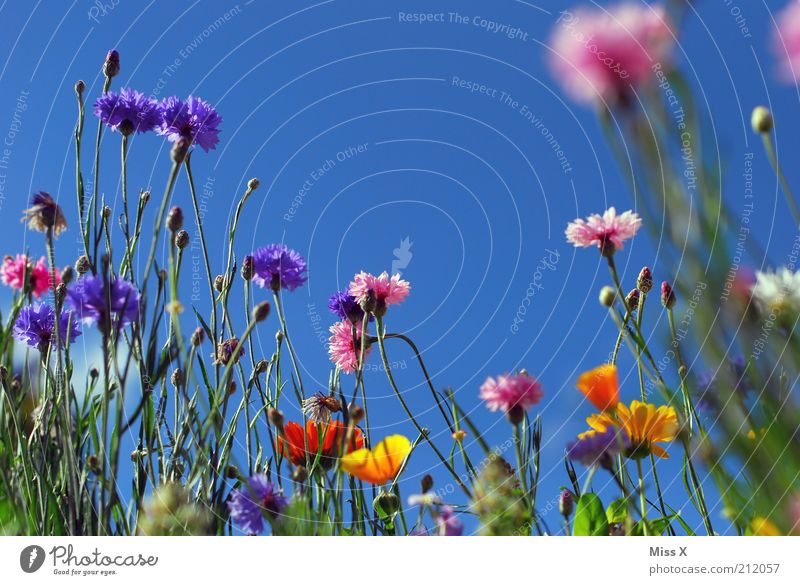 Sommerwiese II ruhig Sommerurlaub Natur Pflanze Wolkenloser Himmel Klima Schönes Wetter Blume Gras Blüte Wiese Blühend Duft Wachstum positiv Stimmung Farbe