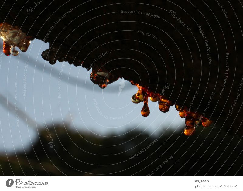 Baumharz Umwelt Natur Pflanze Sommer Herbst Klima Baumrinde Tropfen weinen alt authentisch dunkel Flüssigkeit Krankheit natürlich braun orange Gefühle
