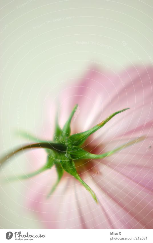 Cosmea III Pflanze Blume Blüte Blühend Duft ästhetisch hell Stimmung rein Schmuckkörbchen Blumenstengel Stengel Blütenblatt zart zerbrechlich Farbfoto